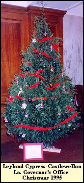 Governor's Tree-1995