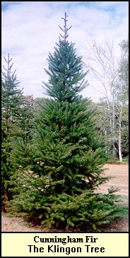 The Klingon Tree