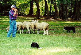 Sheep Dogs Herding