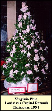 Rotunda Tree 1