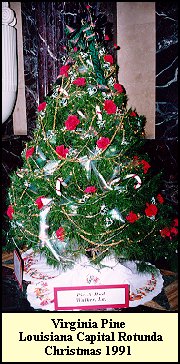 Rotunda Tree 2