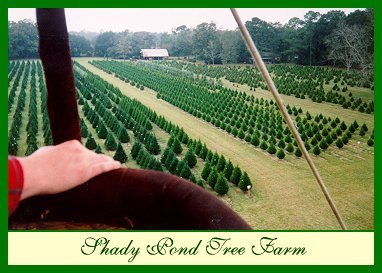 Shady Pond Tree Farm, Louisiana's Exotic Christmas Tree Plantation
