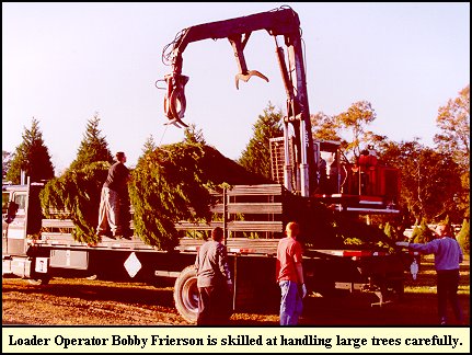 Bobby Frierson places commercial tree on truck.