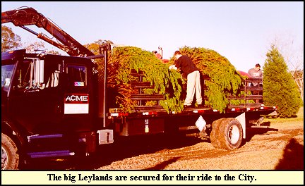 Acme Transportation Truck with New Orleans Church Trees Loaded
