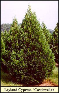 Leyland Cypress-'Castlewallen'