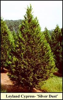 Leyland Cypress-'Silver Dust'