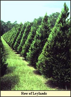 A Row of Leyland cypress. Note the uniformity of these cultivars.
