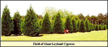 Field of Giant Leylands