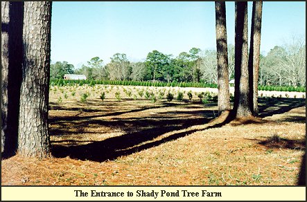 Shady Pond Tree Farm Entrance